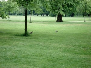 cosa fare a Londra con i bambini a Kensington Gardens secondo L'Agenda di mamma Bea