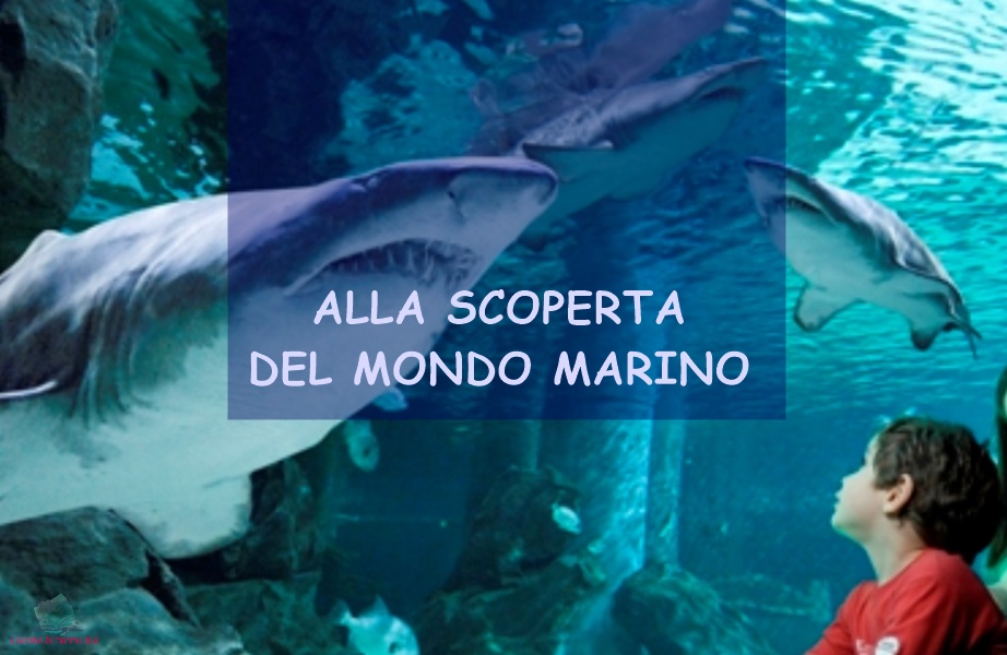 L'Acquario di Cattolica descritto da L'Agenda di mamma Bea