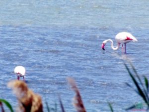 Cagliari con i bambini al parco di Molentargius visto da L'Agenda di Mamma Bea